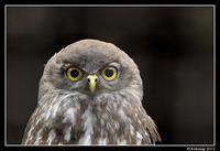 barking owl 1620