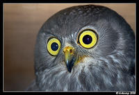 barking owl 2197