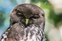 barking owl 8343