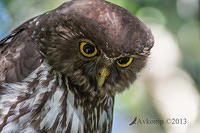 barking owl 8347