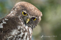 barking owl 8354