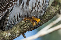 barking owl 8360