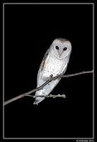 barn owl 0258 vertical