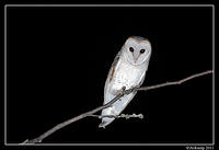 barn owl 0258