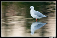 barton silver gull