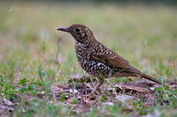 bassian thrush 14407