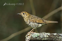 bassian thrush 1766