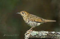 bassian thrush 1766a