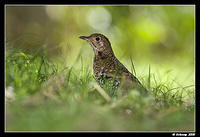 bassian thrush 2000