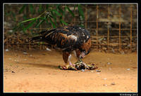 black breasted buzzard 1678