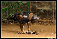 black breasted buzzard 1679