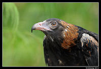 black breasted buzzard 1681