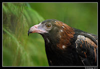 black breasted buzzard 1683