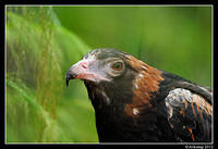 black breasted buzzard 1684