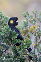 black cockatoo 8953