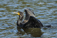 black cormorant 5063