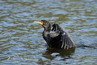 black cormorant 5065