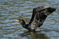 black cormorant 5066