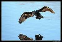 black cormorant 5980