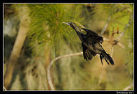 black cormorant 0239