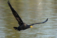 black cormorant 4893