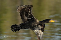 black cormorant 4895