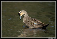 black duck 0944