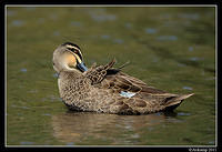 black duck 0946