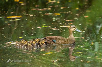 black duck and ducklings 9924