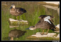 black ducks 0385