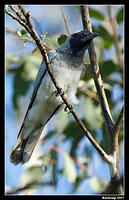 black faced cuckoo shrike 210