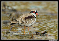 black fronted dotteral 5087