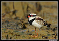 black fronted dotteral 5088