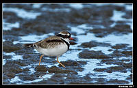 black fronted dotteral 2