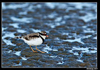 black fronted dotteral 6