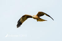 black kite 2216