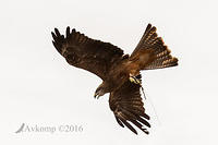 black kite 8348