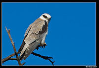 black shouldered kite sub adult 253