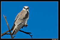 black shouldered kite sub adult 254