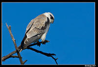 black shouldered kite sub adult 256