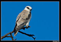 black shouldered kite sub adult 257