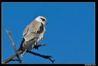 black shouldered kite sub adult 259