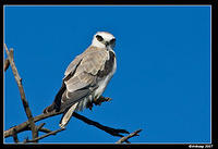 black shouldered kite sub adult 260