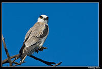 black shouldered kite sub adult 262