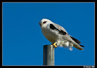 black shouldered kite 1062