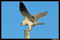 black shouldered kite 1139