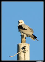 black shouldered kite 2v