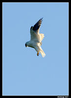 black shouldered kite 4