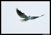 black shouldered kite 4076