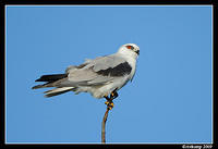 black shouldered kite 4818